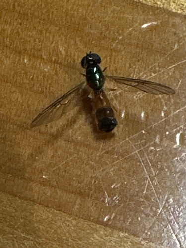Unknown species found near Bonneville Ln, Sequim, WA, US