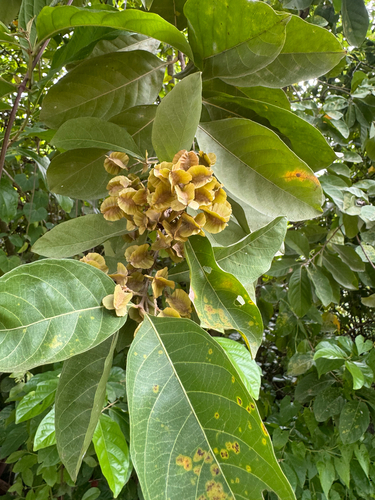 Combretum quadrangulare observed 2025-09-20