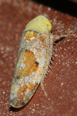 Hishimonus hamatus