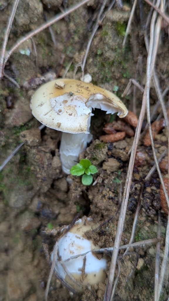 Amanita junquillea · September 2025 · photo: © benkeen (iNaturalist, cc0)