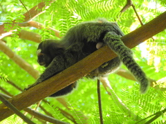 Callithrix penicillata