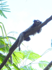 Callithrix penicillata