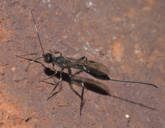 Xorides