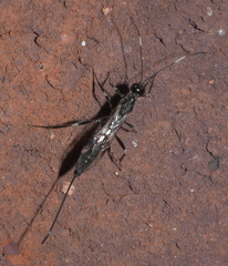 Xorides