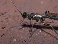 Xorides