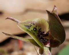 Chiloglottis jeanesii