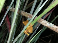 Dendropsophus bifurcus
