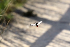 Hemileuca nevadensis