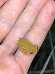 Dendropsophus bifurcus