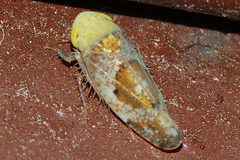 Hishimonus hamatus