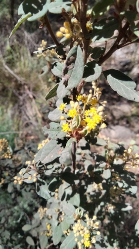 Pomaderris lanigera, photograph 1