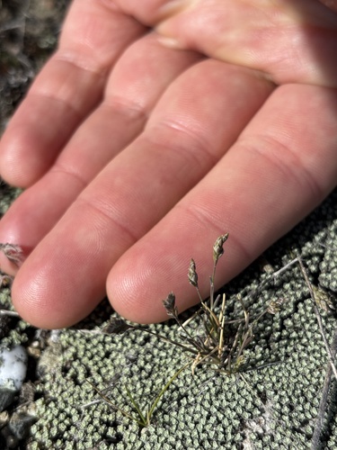 Poa maniototo, 2025-09-28