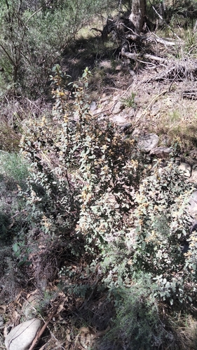 Pomaderris lanigera, photograph 5