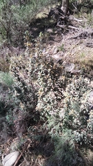 Pomaderris lanigera, photograph (c) plantlookymagee, some rights reserved (CC BY)