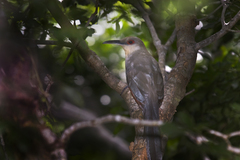 Coccyzus longirostris