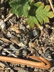 Slaterobius insignis