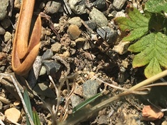 Slaterobius insignis