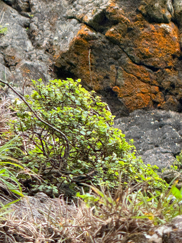 Euphorbia celastroides observed 2025-09-27