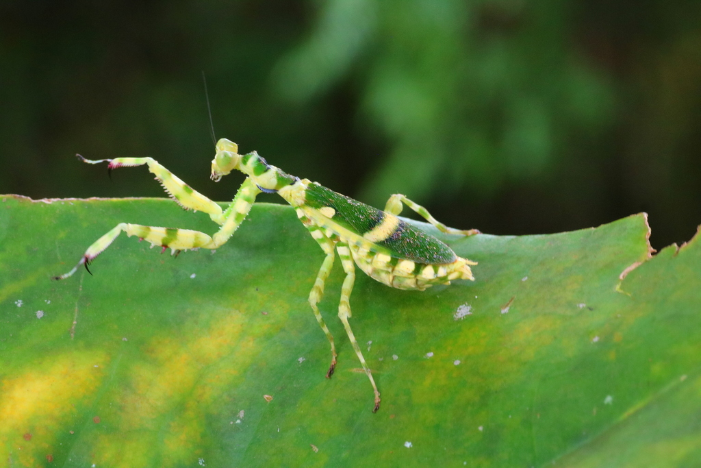 Banded Flower Mantis from 马来西亚彭亨 on October 10, 2019 at 01:56 PM by 昆虫学 ...