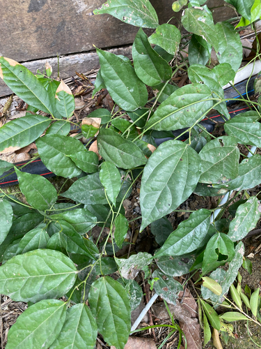 Tiliacora triandra, 2025-09-28