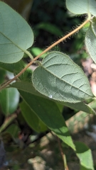 Lonicera hypoglauca, photograph (c) 許文俊, some rights reserved (CC BY-SA)