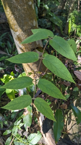 Lonicera hypoglauca, photograph 3