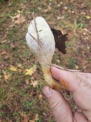 Rhopalogaster transversarius