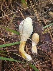 Rhopalogaster transversarius