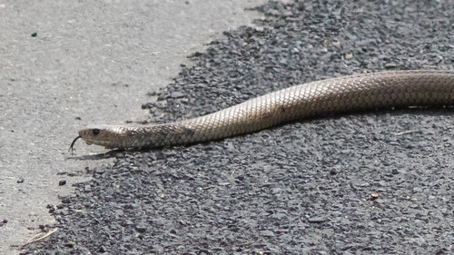 Eastern Brown Snake sighting