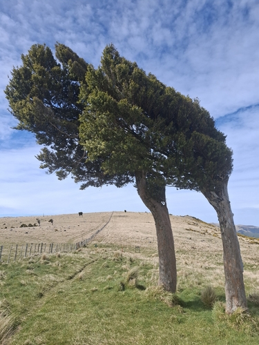 Podocarpus totara