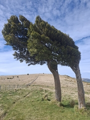 Totara (Podocarpus totara)