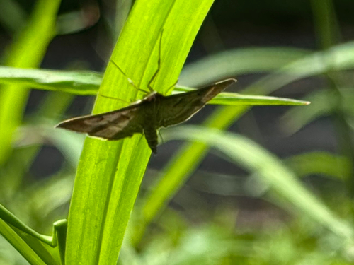 Omiodes localis observed 2025-09-27