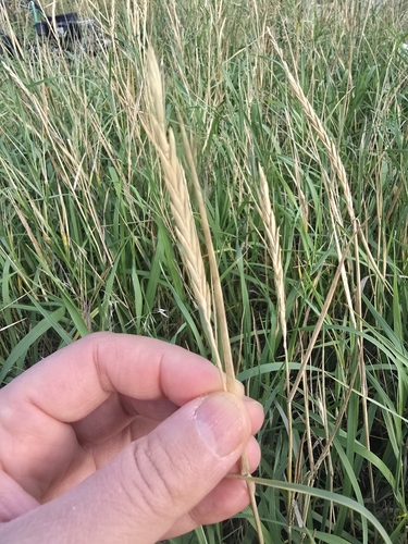 Slender Wheatgrass foliage