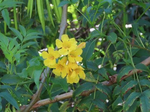 Tecoma stans