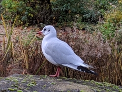 Chroicocephalus ridibundus