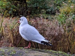 Chroicocephalus ridibundus