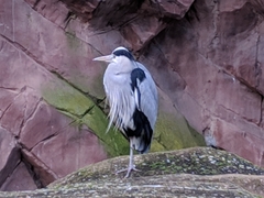 Ardea cinerea