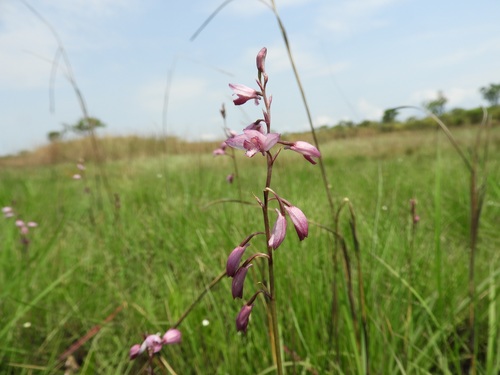 Orthochilus trilamellatus