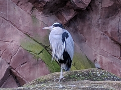 Ardea cinerea