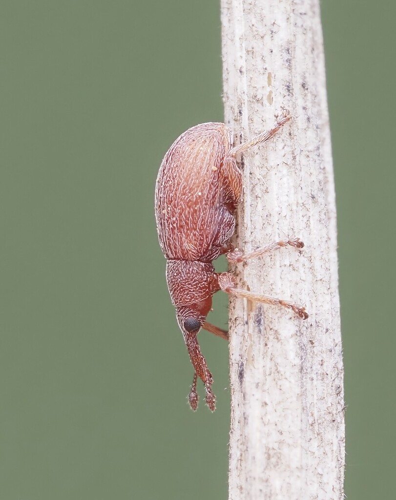 Apion rubiginosum