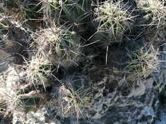 Echinocereus enneacanthus enneacanthus