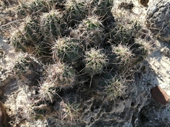 Echinocereus enneacanthus enneacanthus