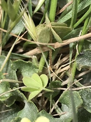 Oxalis exilis