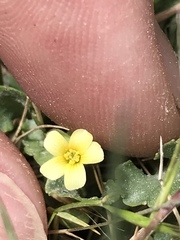 Oxalis exilis