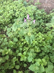 Lamium amplexicaule