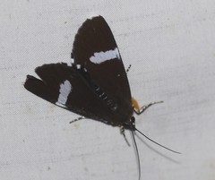 Argyrolepidia aequalis
