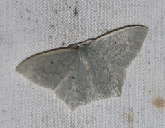 Maxates centrophylla