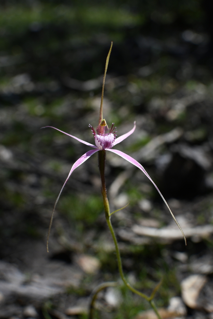 Caladenia startiorum