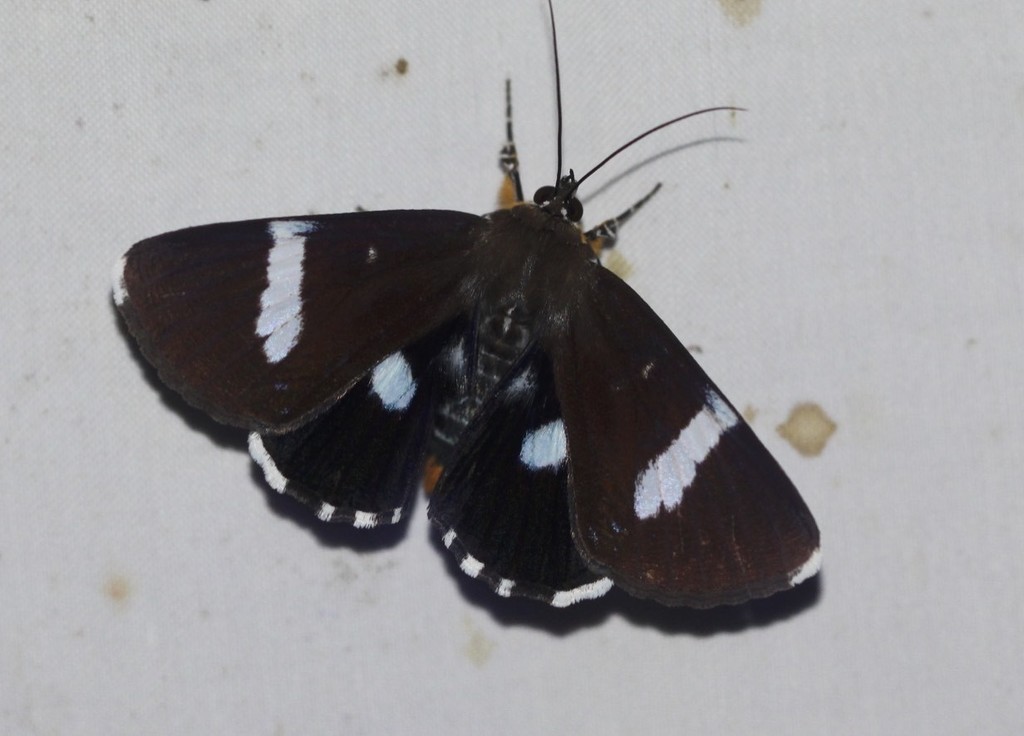 Argyrolepidia aequalis