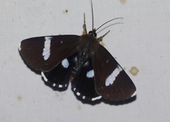 Argyrolepidia aequalis